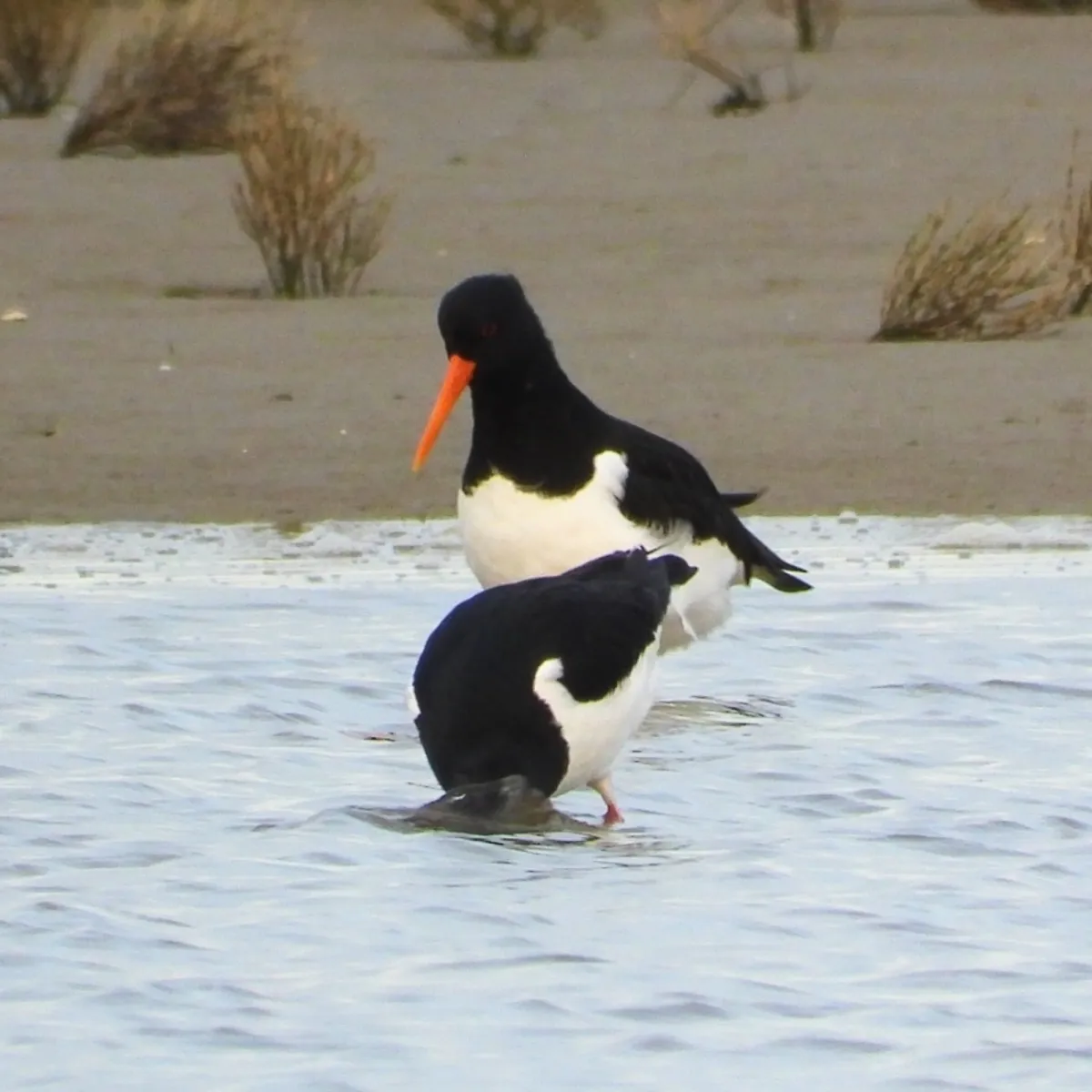 Gespotte Scholekster