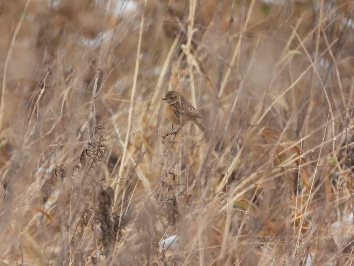Gespotte Roodborsttapuit