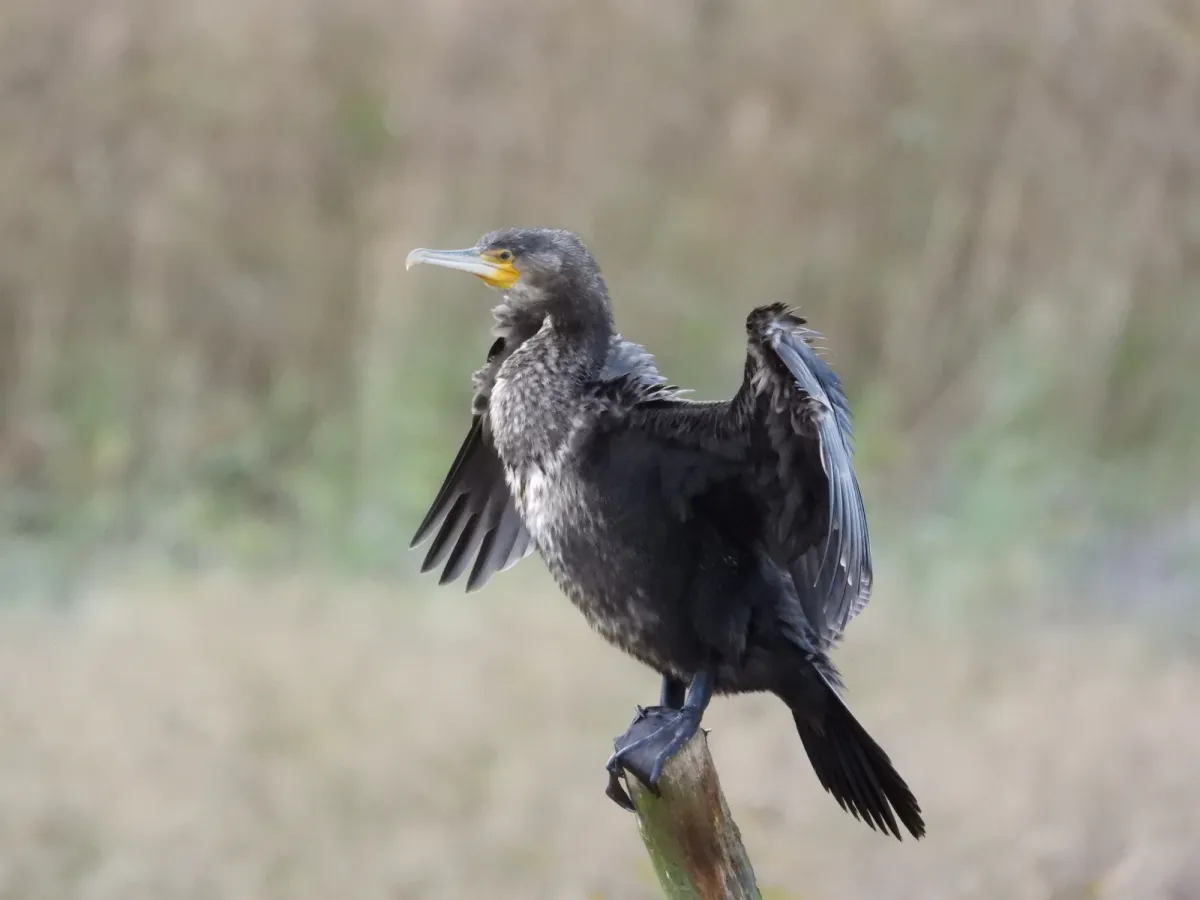 Gespotte Aalscholver