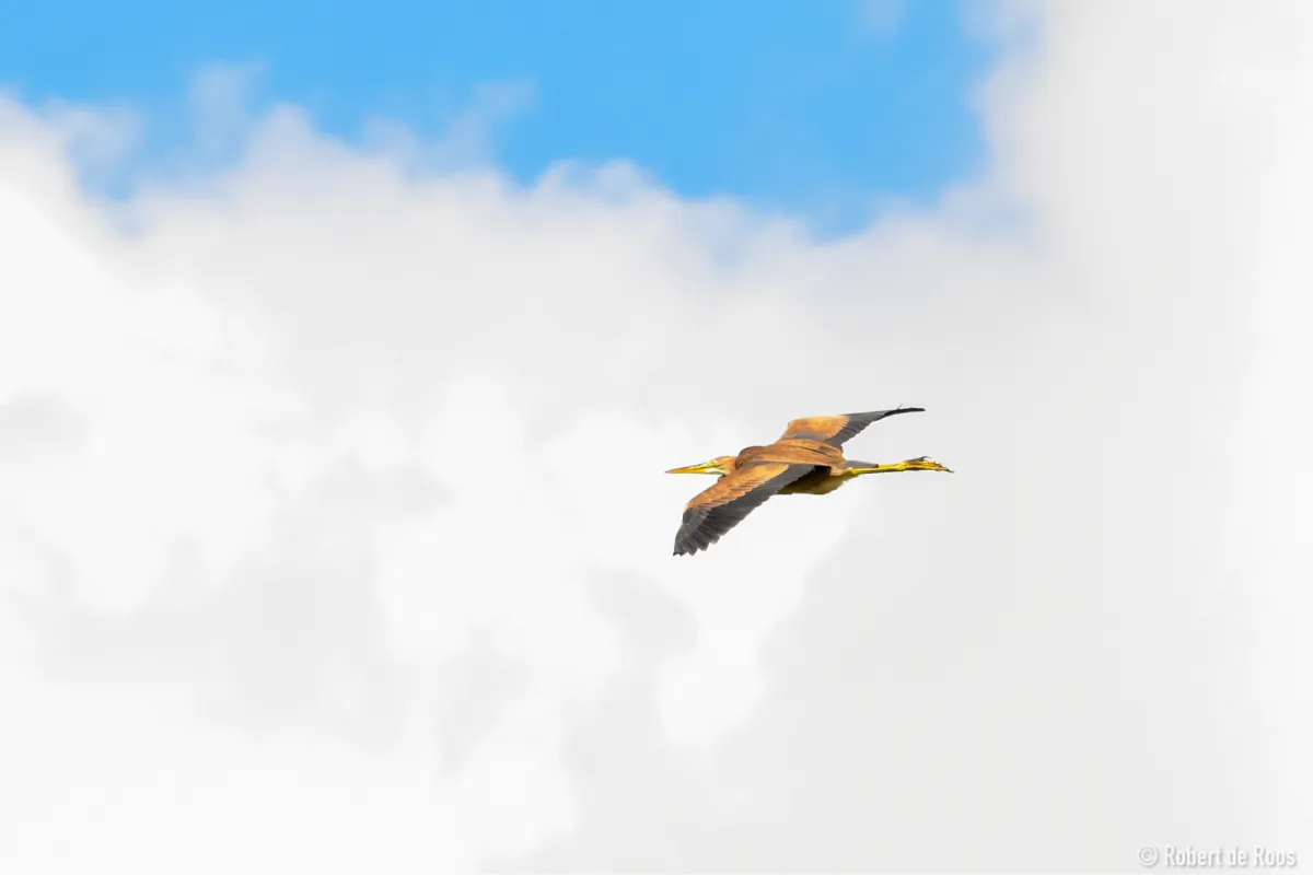 Gespotte Purperreiger