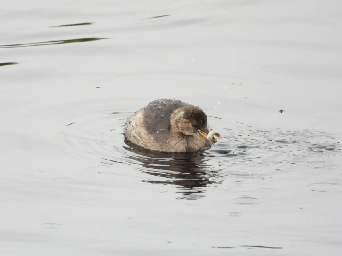 Spotted Little Grebe