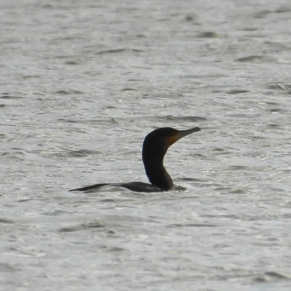 Gespotte Aalscholver