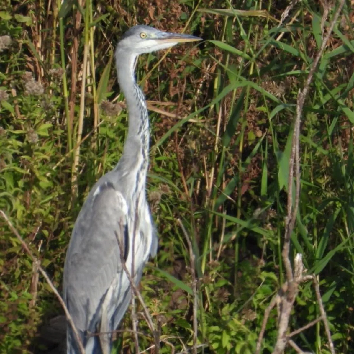 Gespotte Blauwe reiger