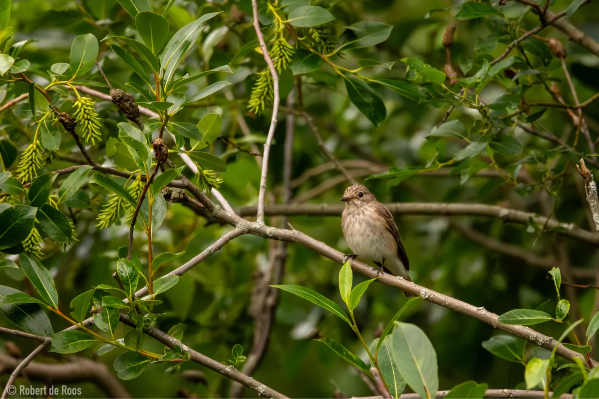 Gespotte Grauwe vliegenvanger