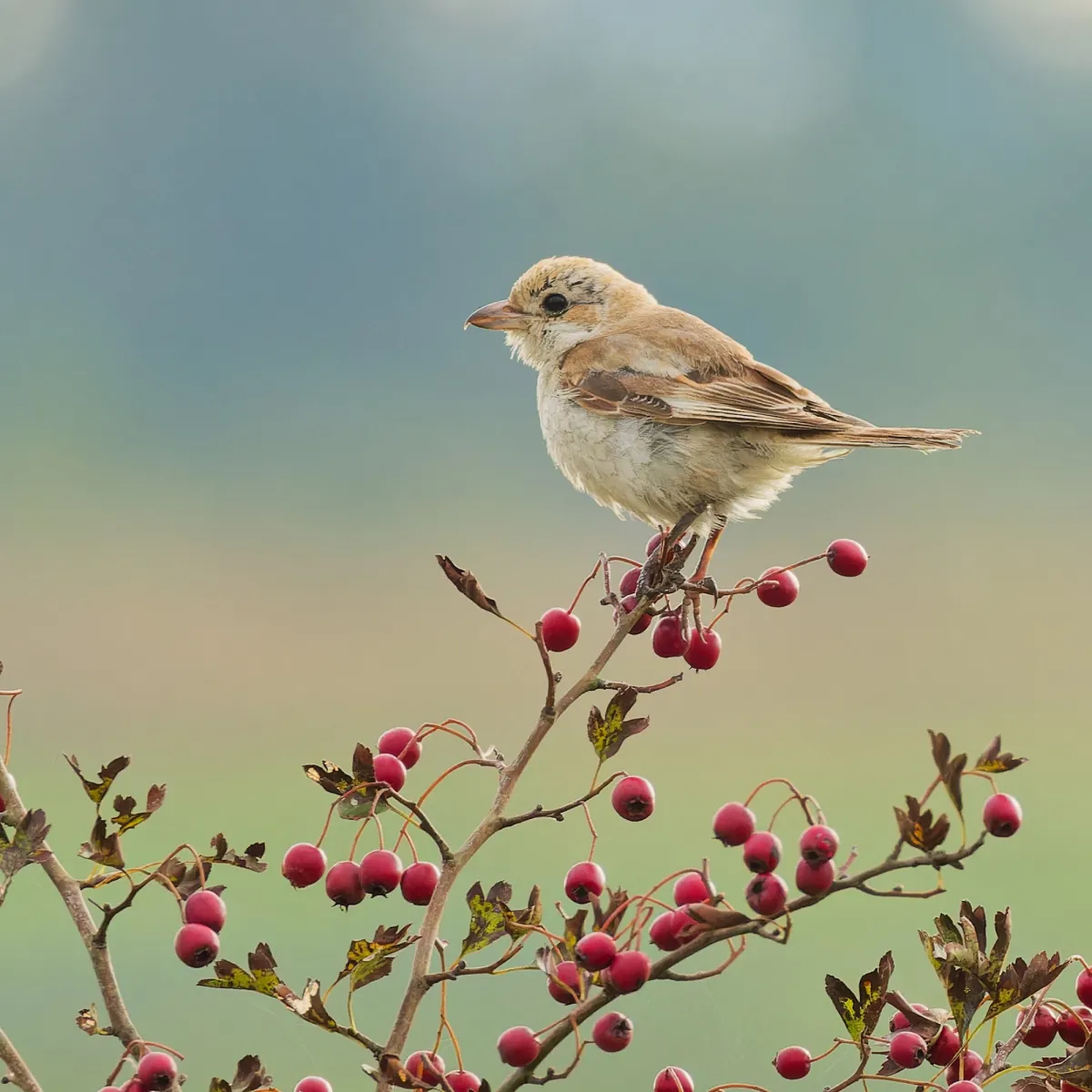 Gespotte Roodkopklauwier