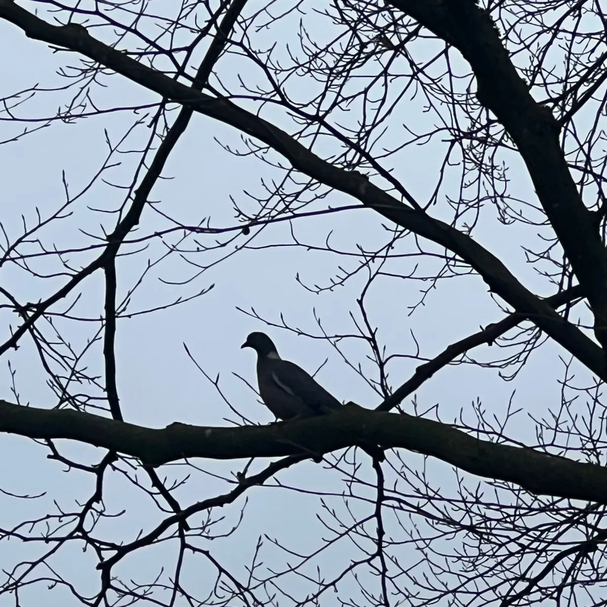 Spotted Common Wood-Pigeon