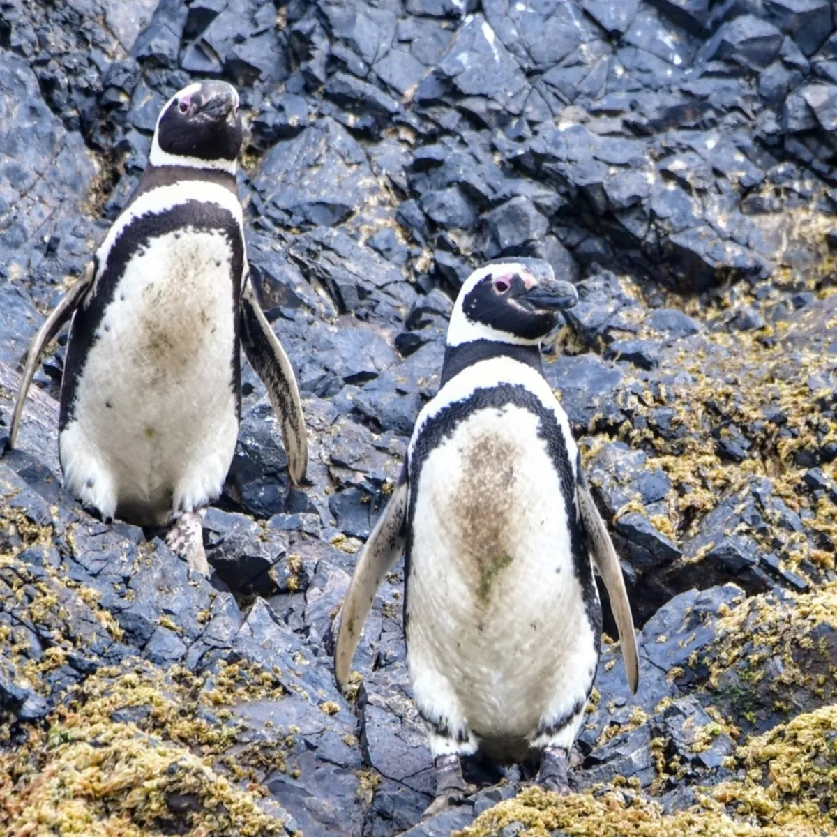 Gespotte Magelhaenpinguïn