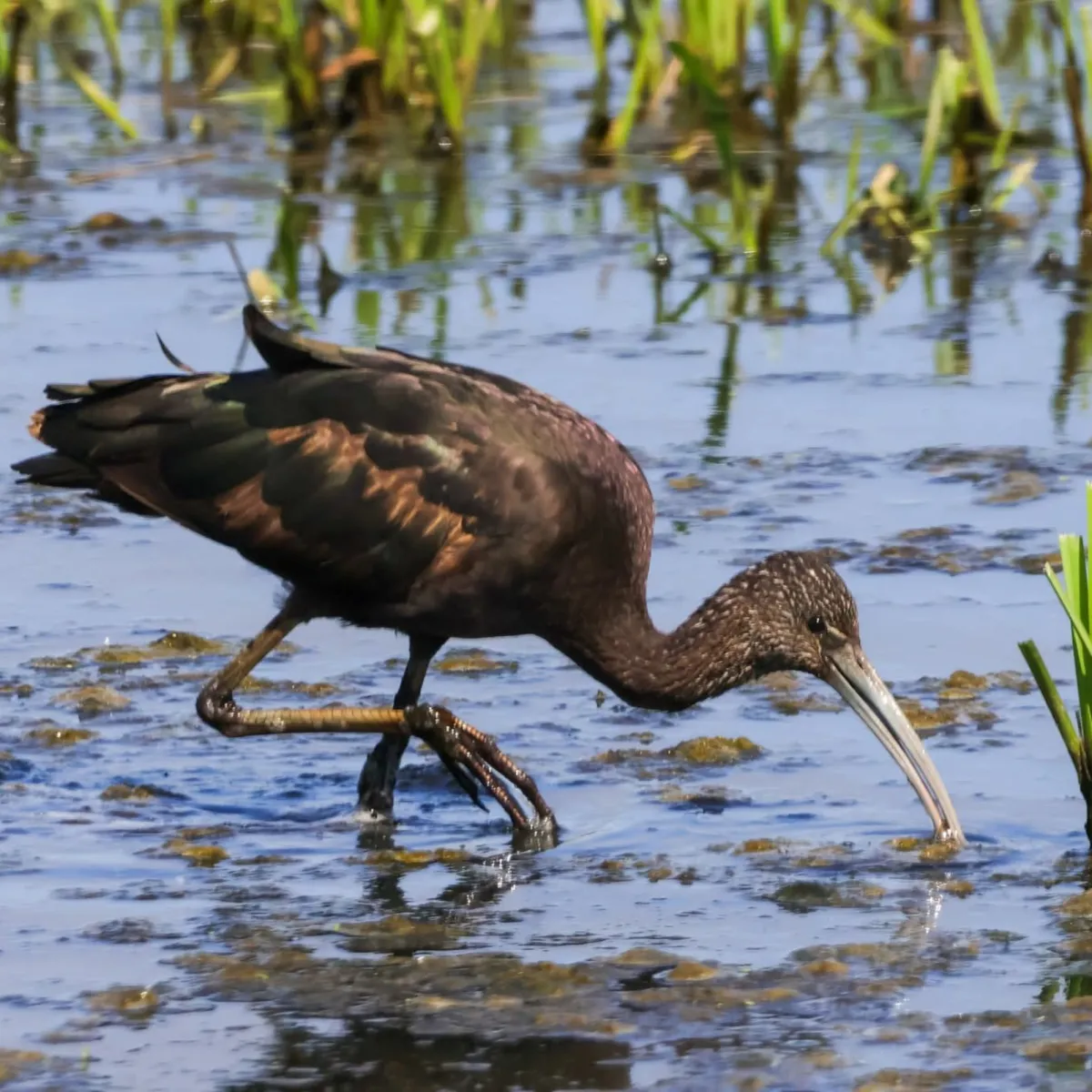 Gespotte Zwarte ibis