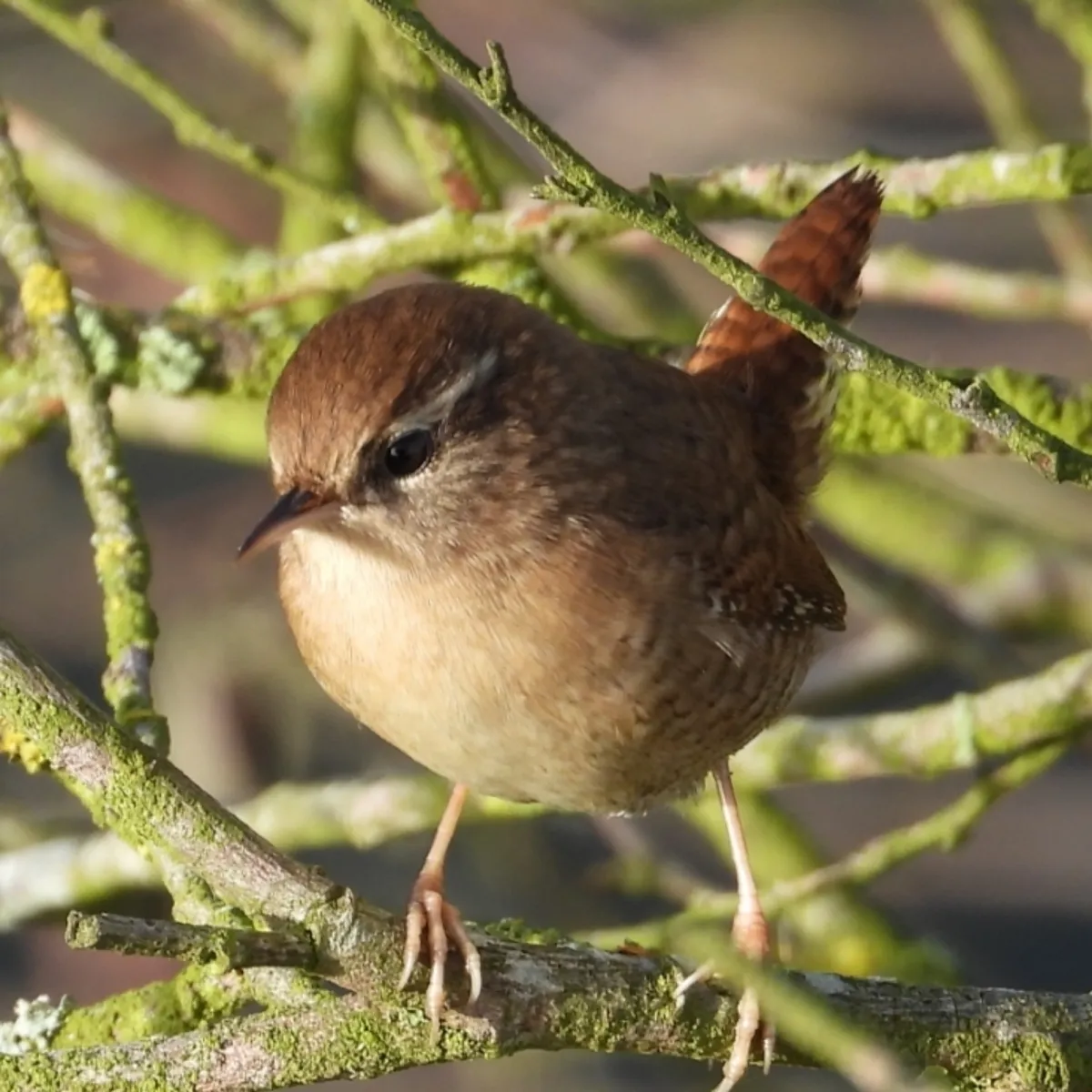 Gespotte Winterkoning