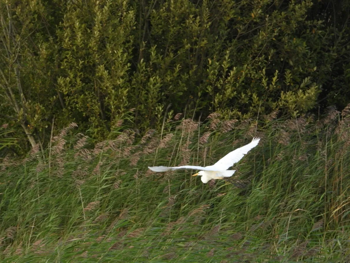Gespotte Grote zilverreiger