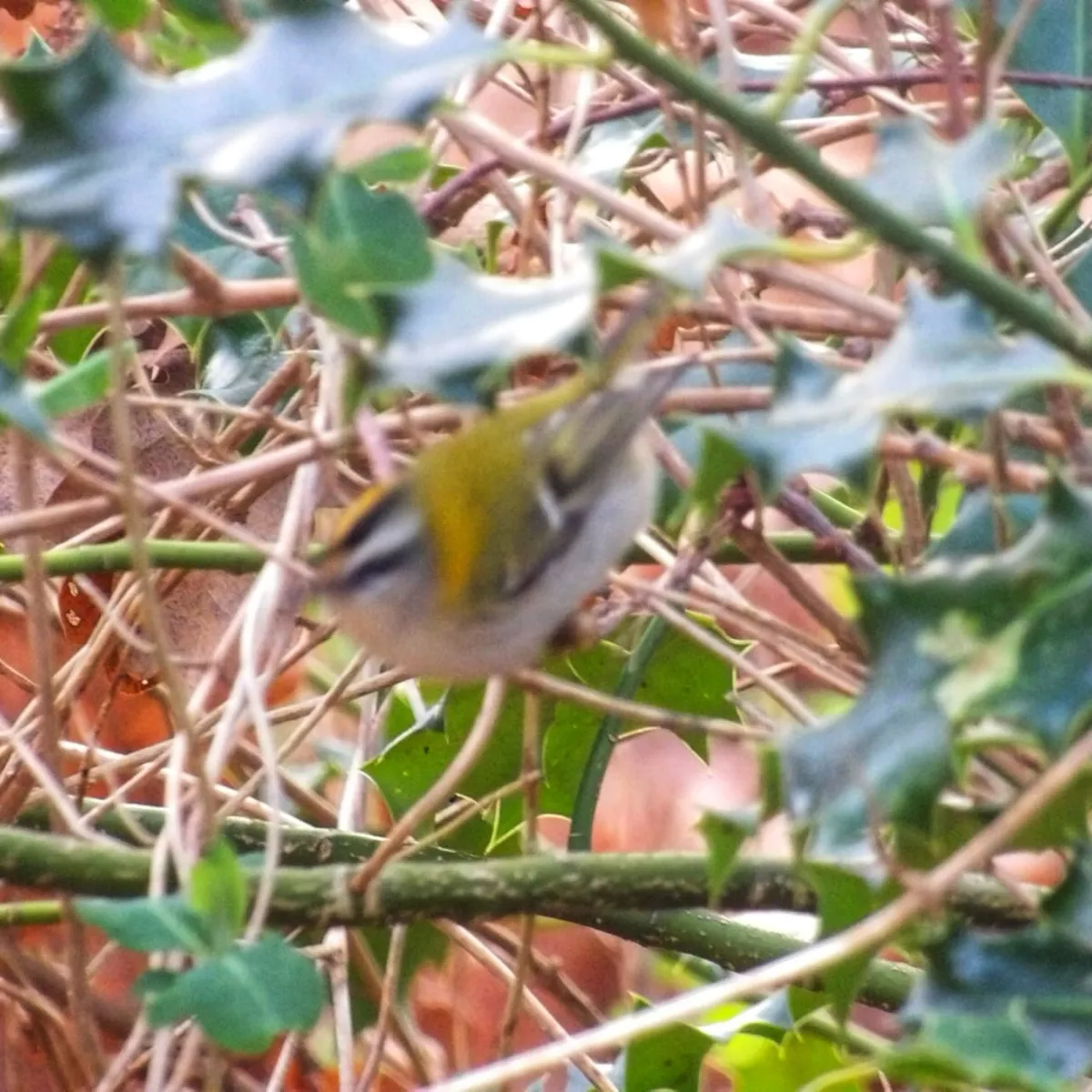 Spotted Common Firecrest
