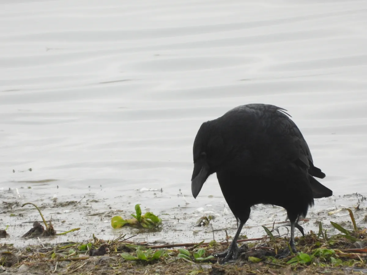 Gespotte Zwarte kraai