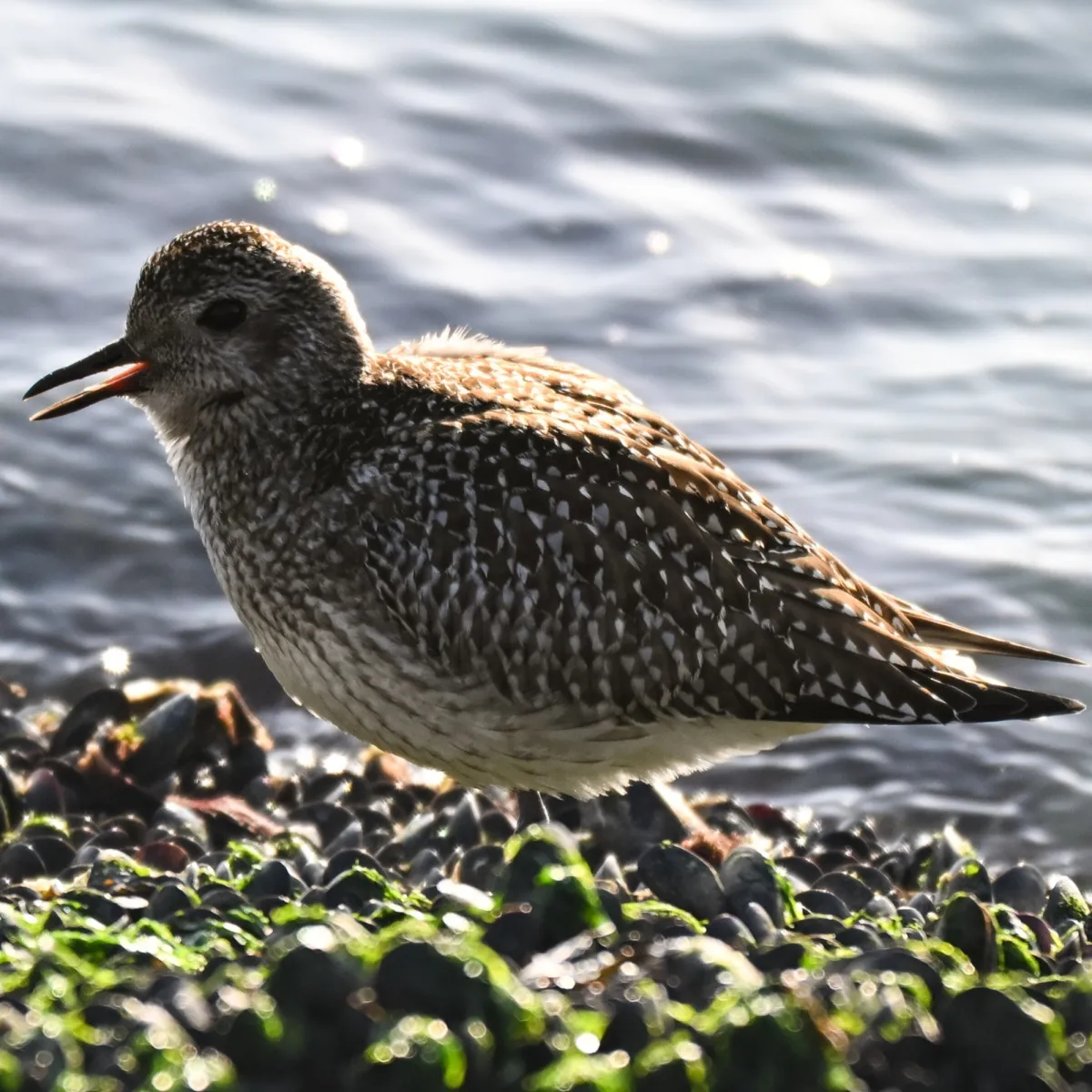 Gespotte Zilverplevier