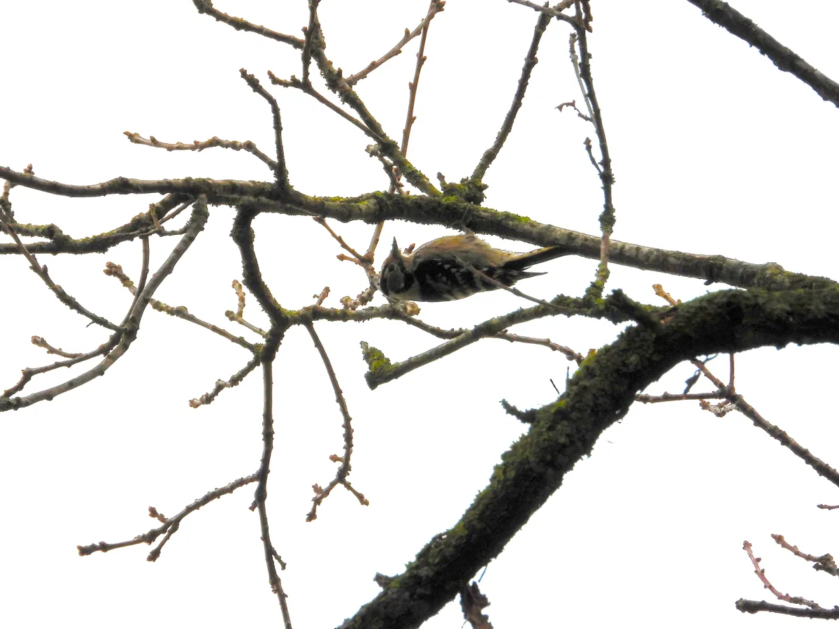 Gespotte Kleine bonte specht