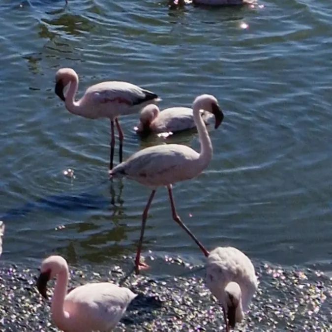 Gespotte Kleine flamingo