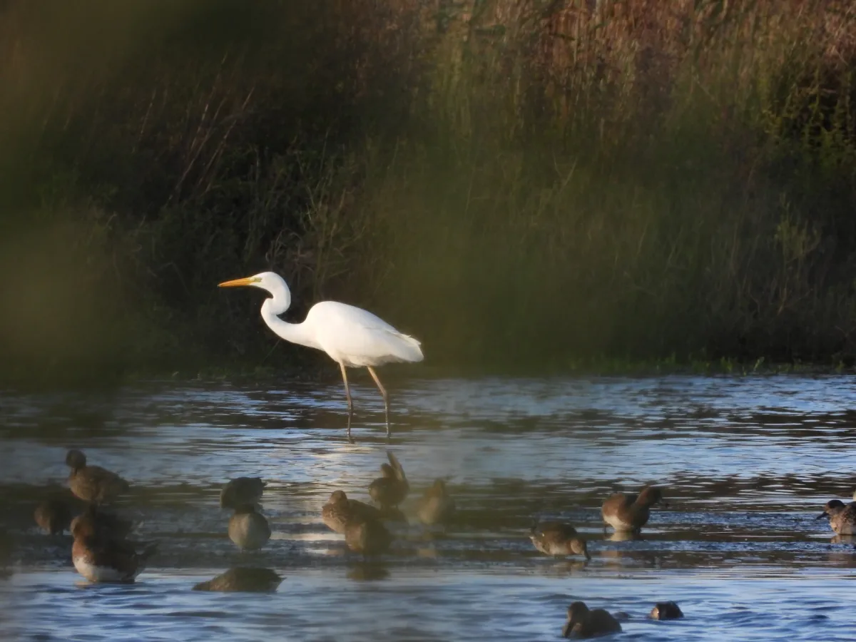 Gespotte Grote zilverreiger