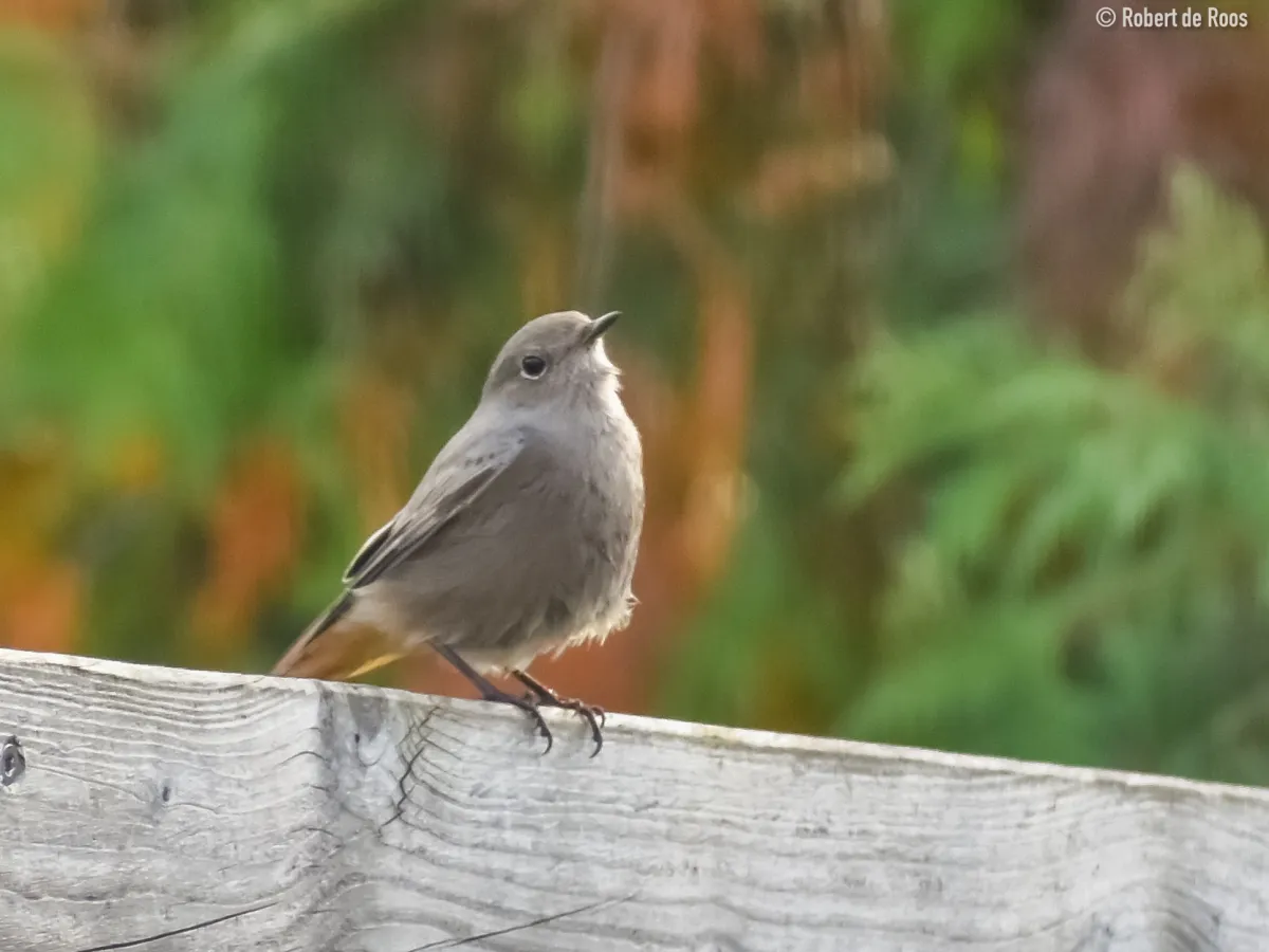 Gespotte Zwarte roodstaart