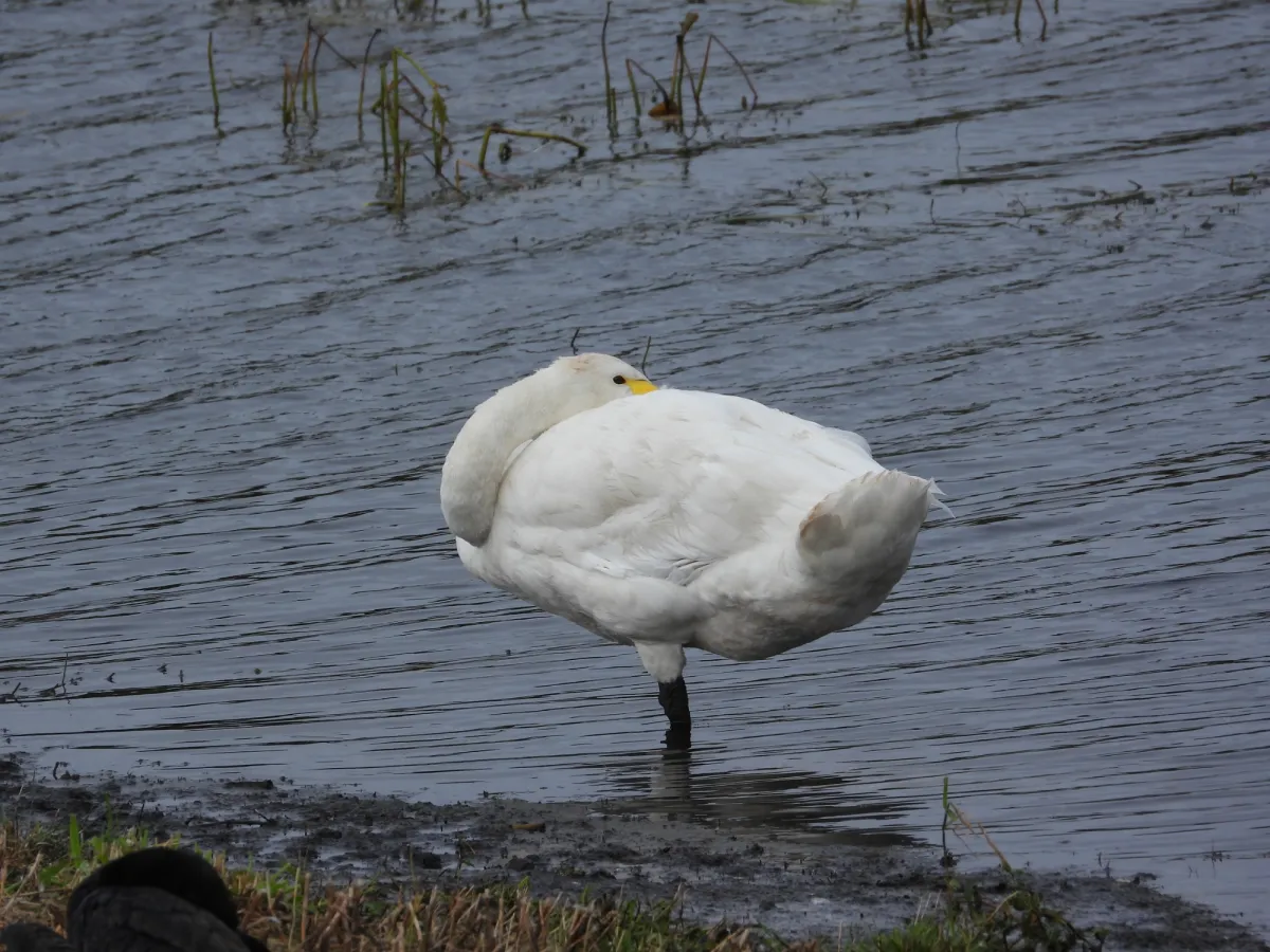 Gespotte Wilde zwaan