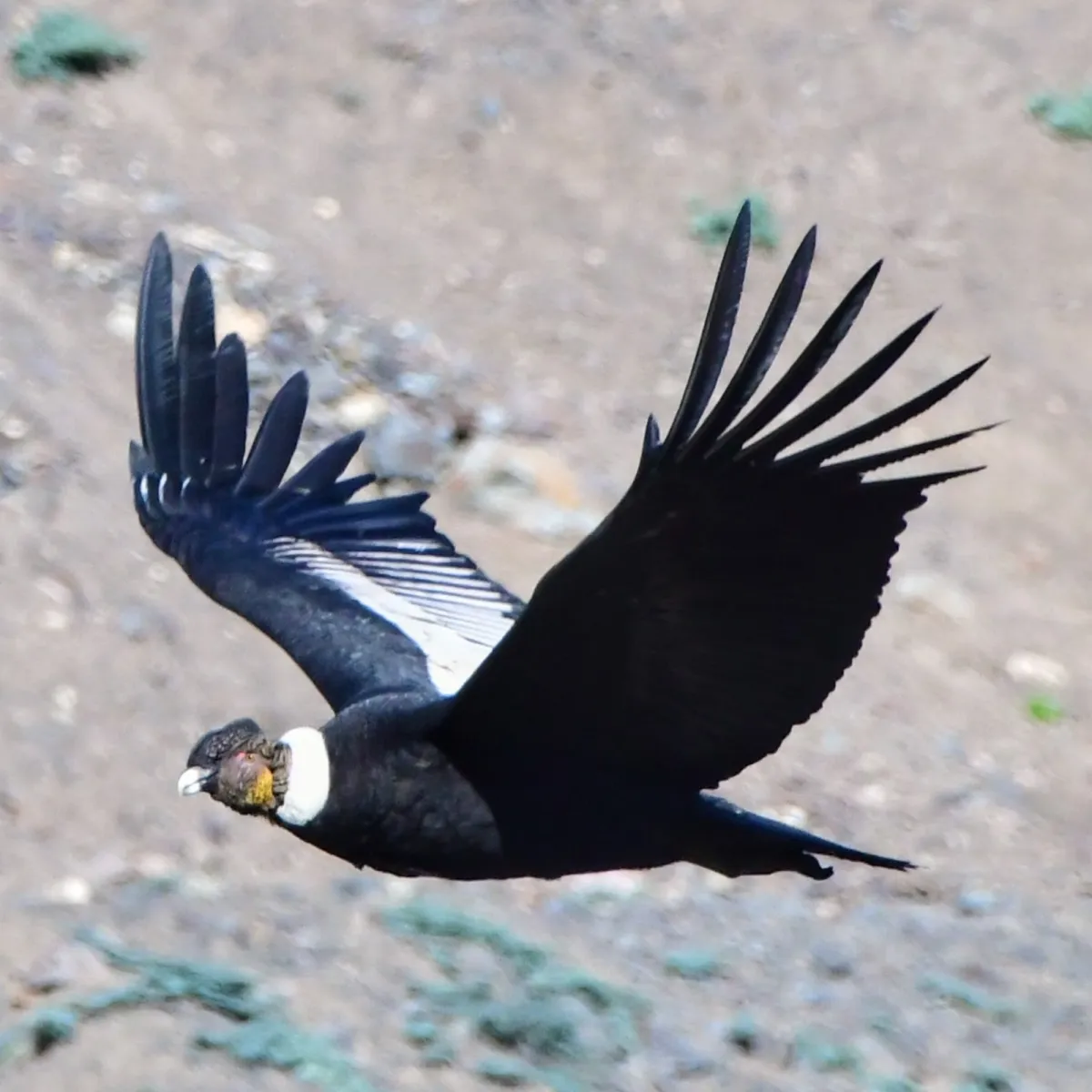 Gespotte Andescondor