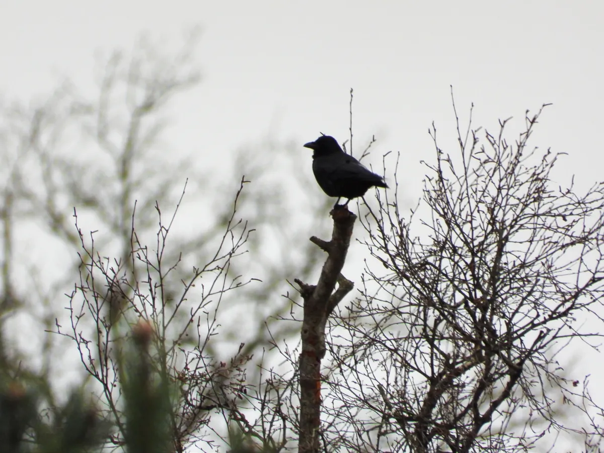 Gespotte Zwarte kraai