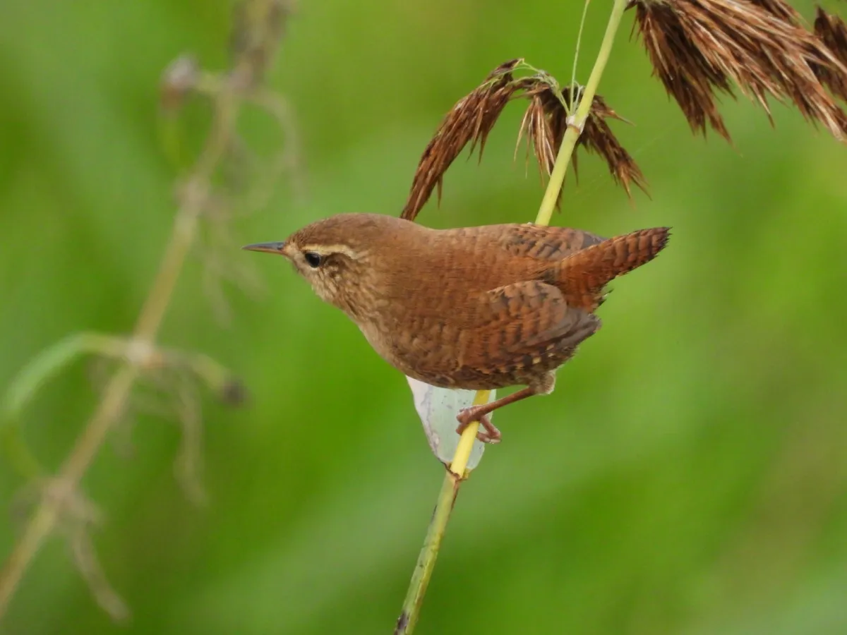 Gespotte Winterkoning