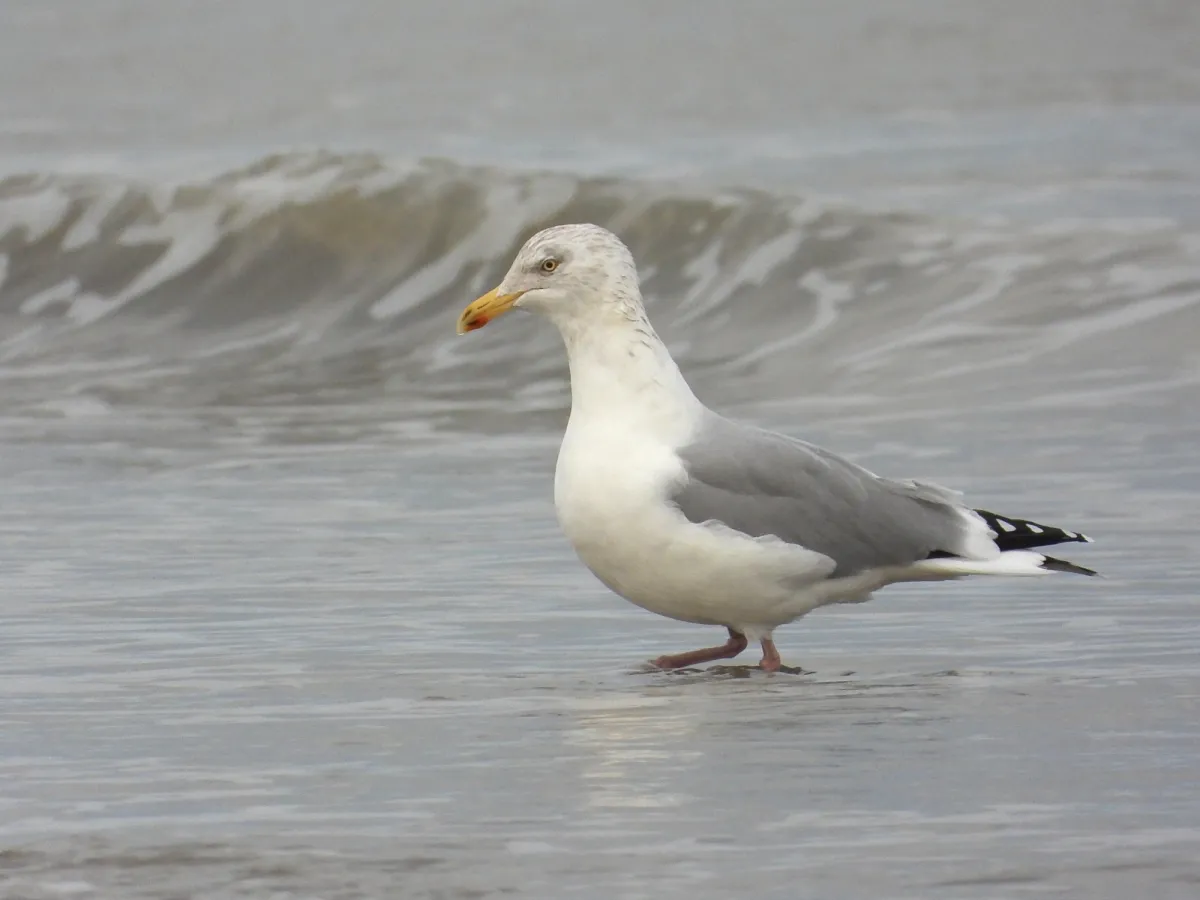 Gespotte Zilvermeeuw