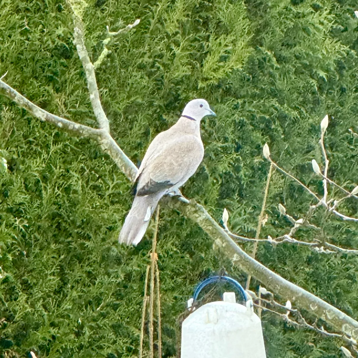 Gespotte Turkse tortel