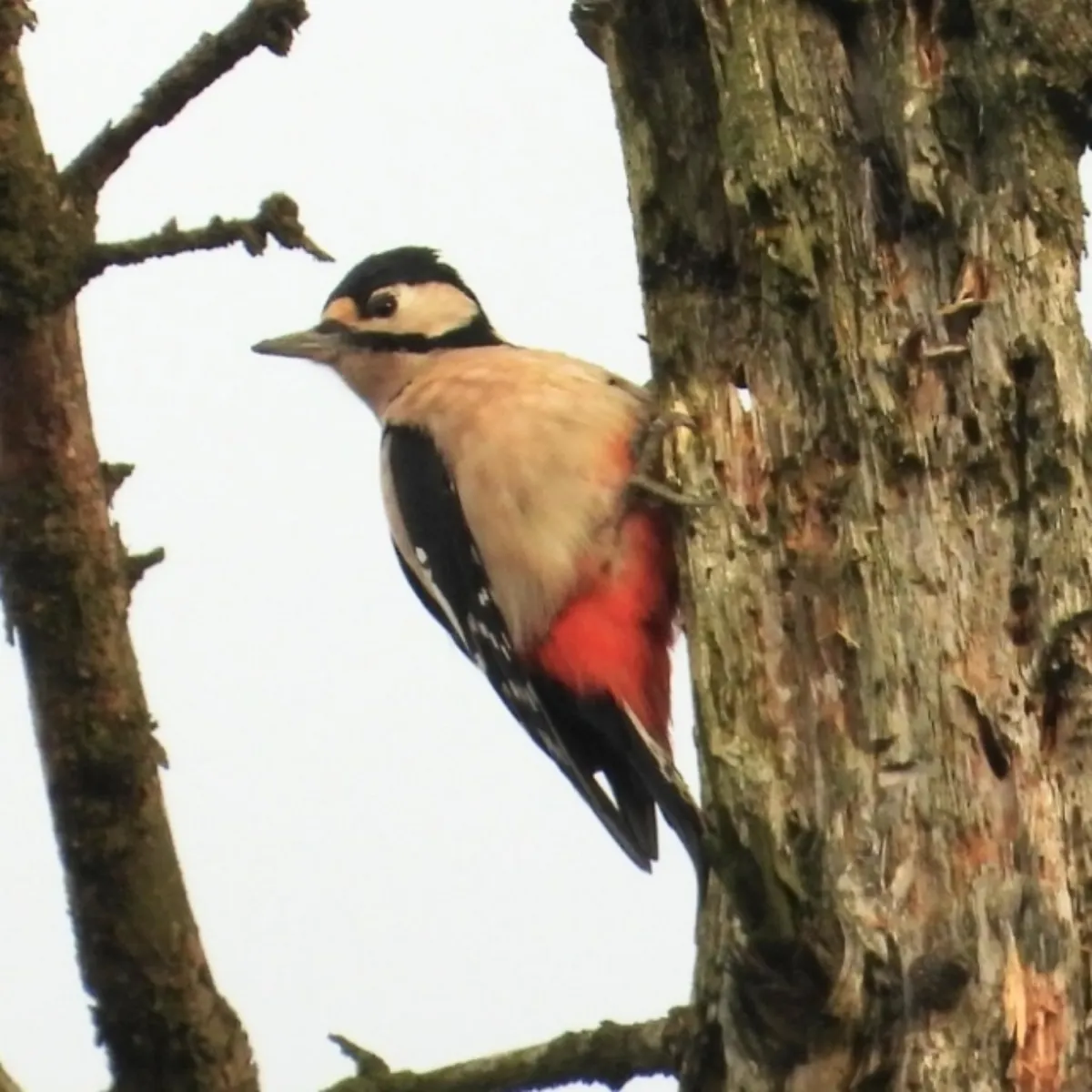 Gespotte Grote bonte specht