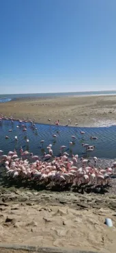 Gespotte Kleine flamingo