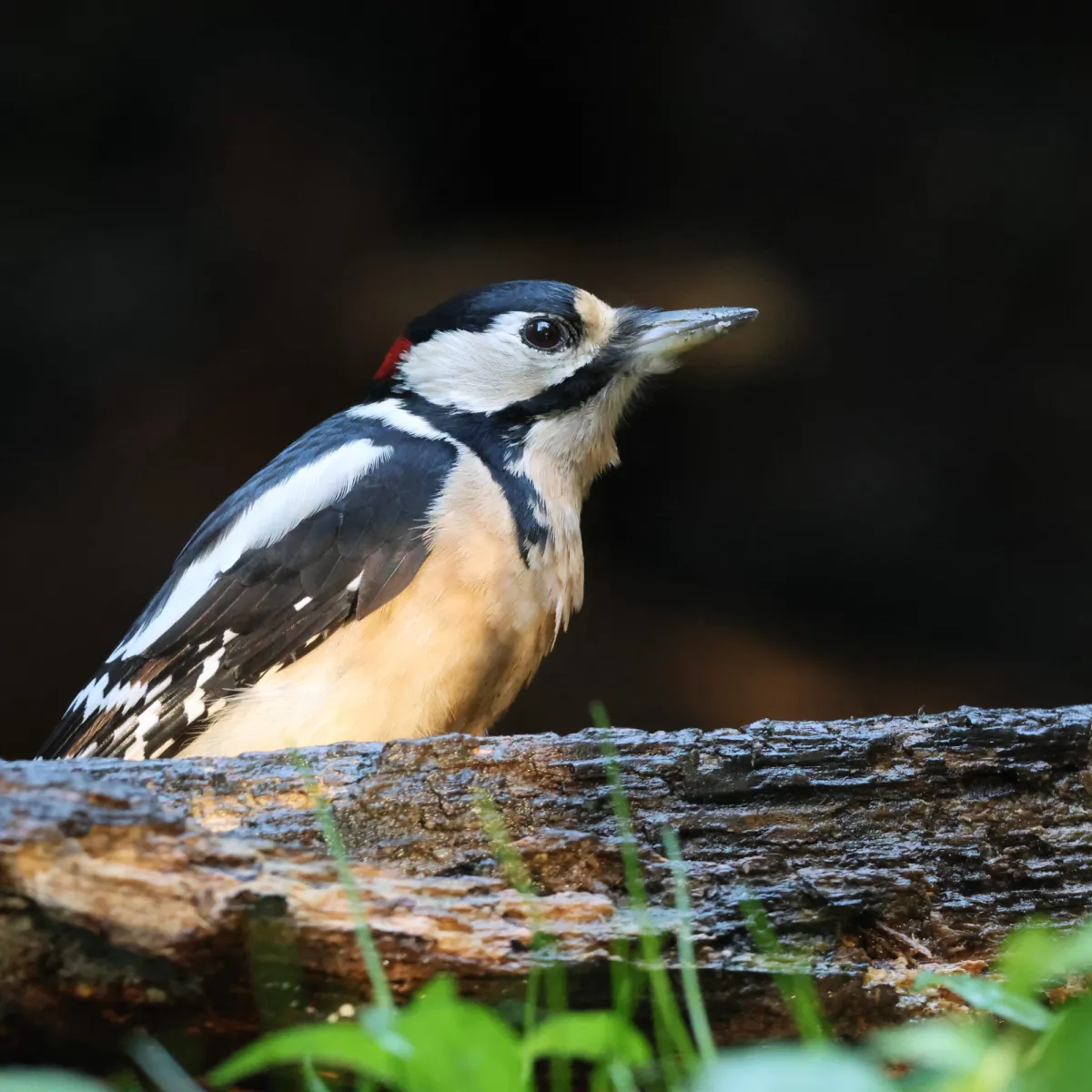 Gespotte Grote bonte specht
