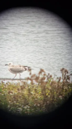 Gespotte Pontische meeuw