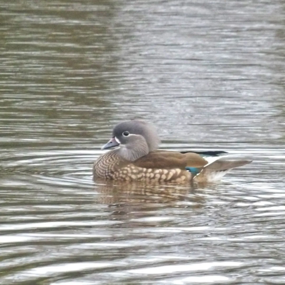 Gespotte Carolinaeend