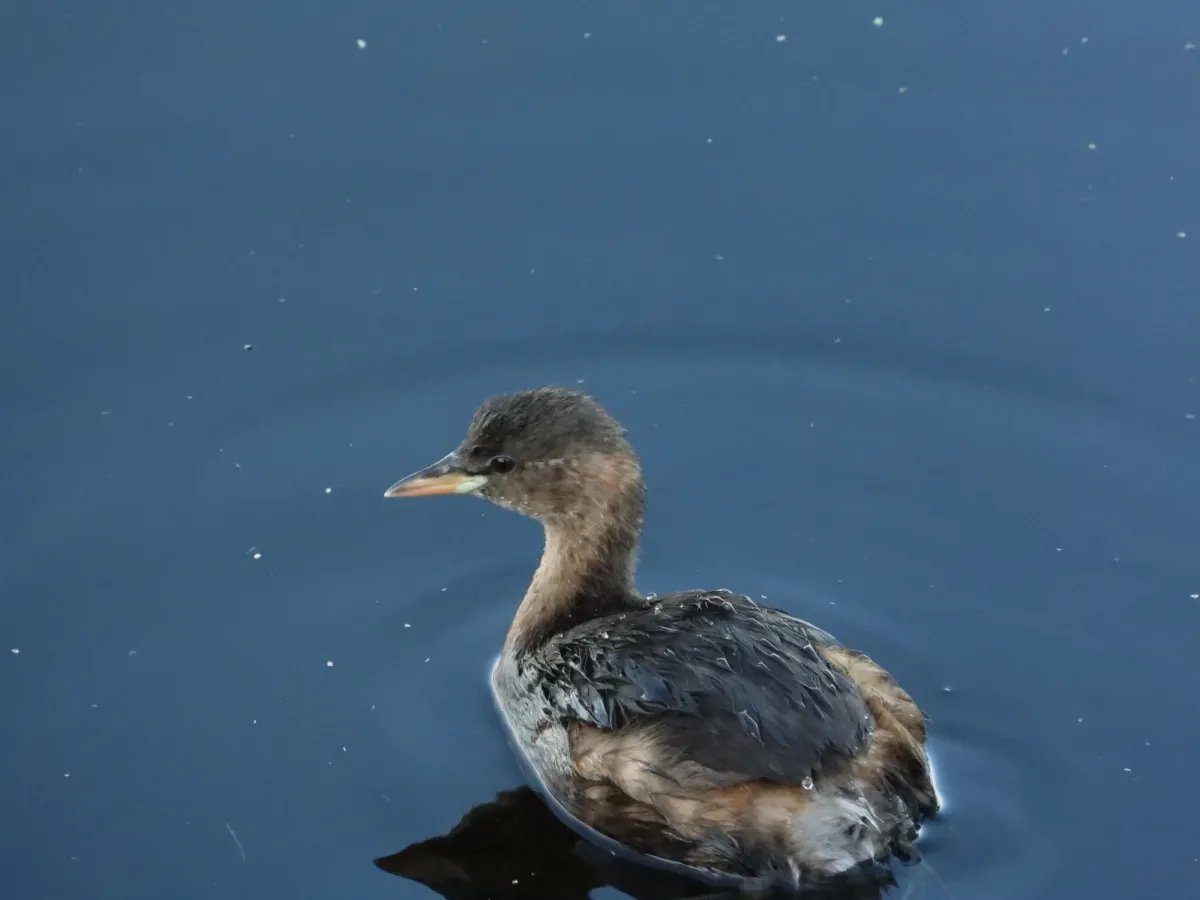 Spotted Little Grebe