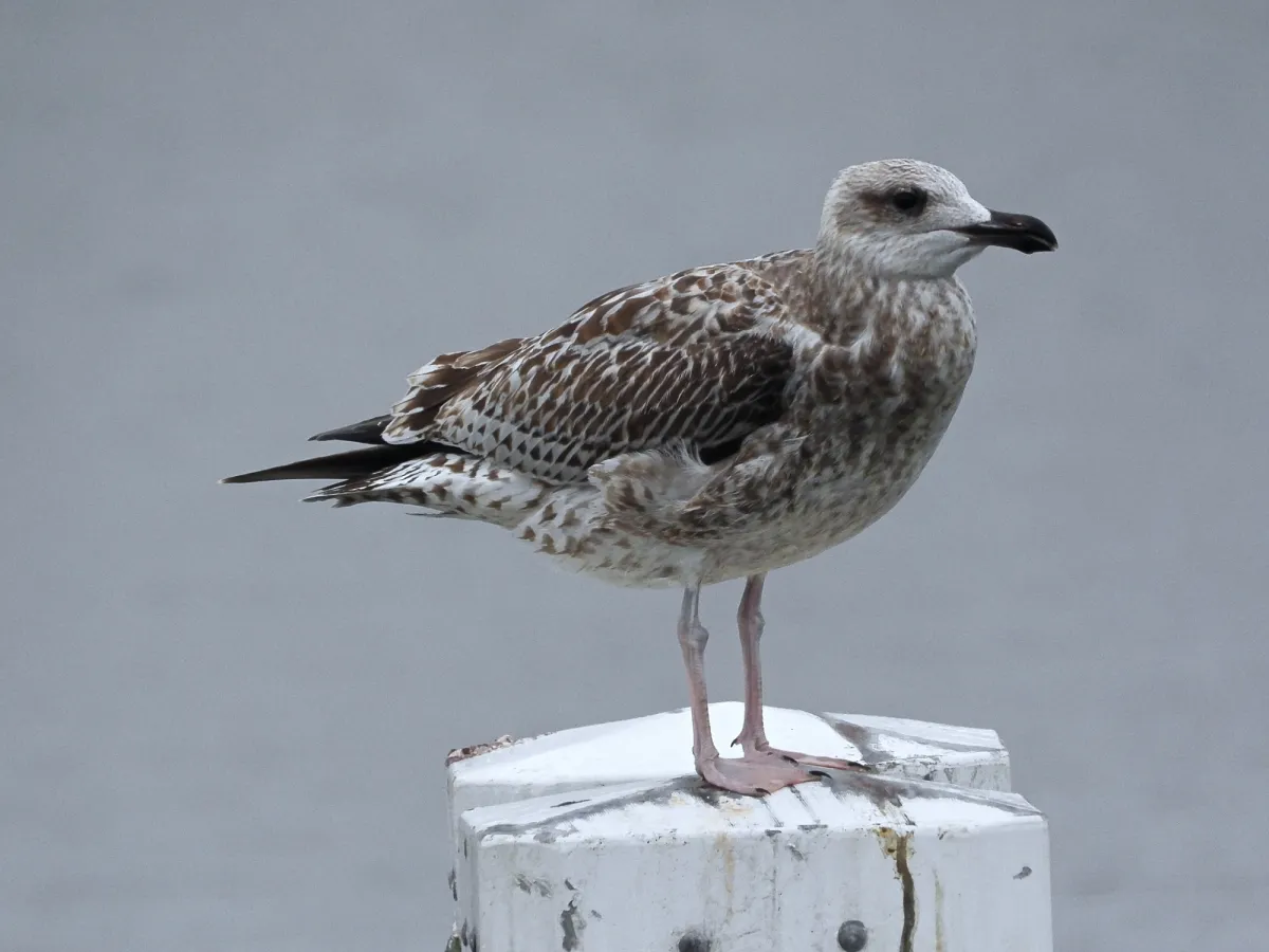 Gespotte Zilvermeeuw