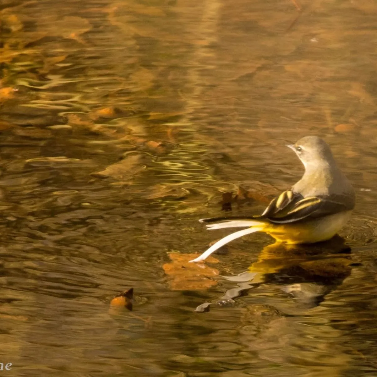 Gespotte Grote gele kwikstaart