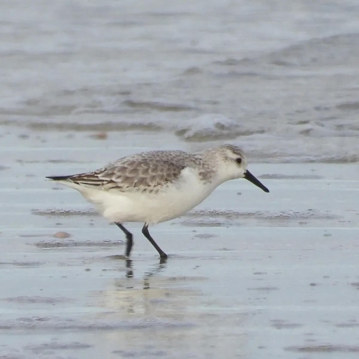 Gespotte Drieteenstrandloper