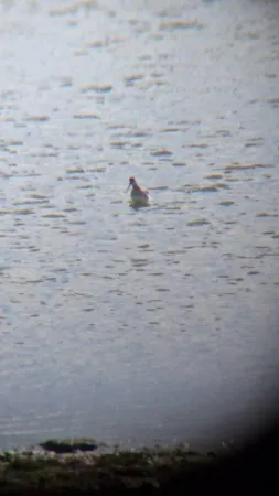 Gespotte Zwarte ruiter