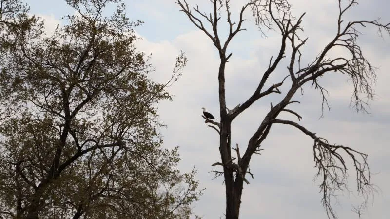Gespotte Afrikaanse Zeearend