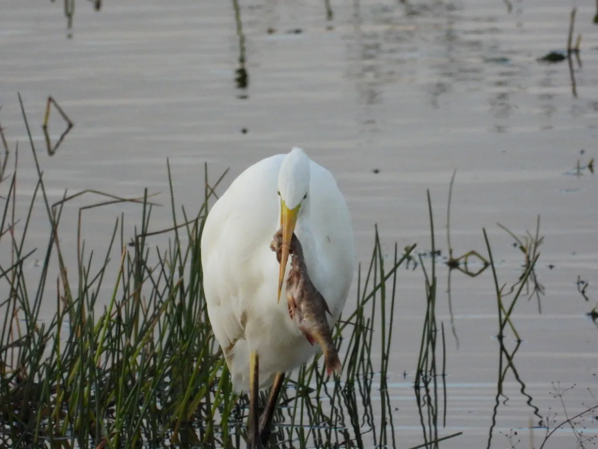 Gespotte Grote zilverreiger