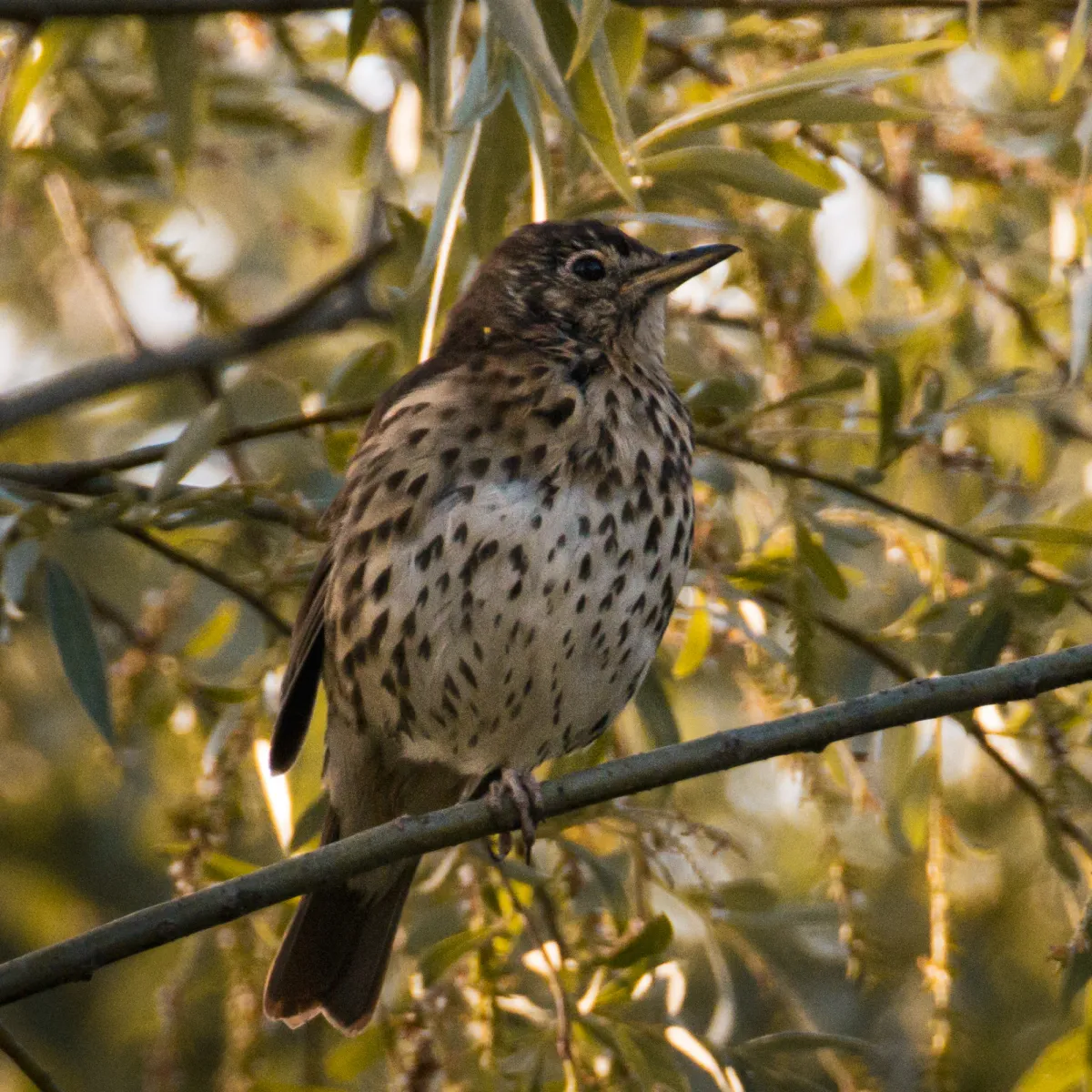 Gespotte Zanglijster