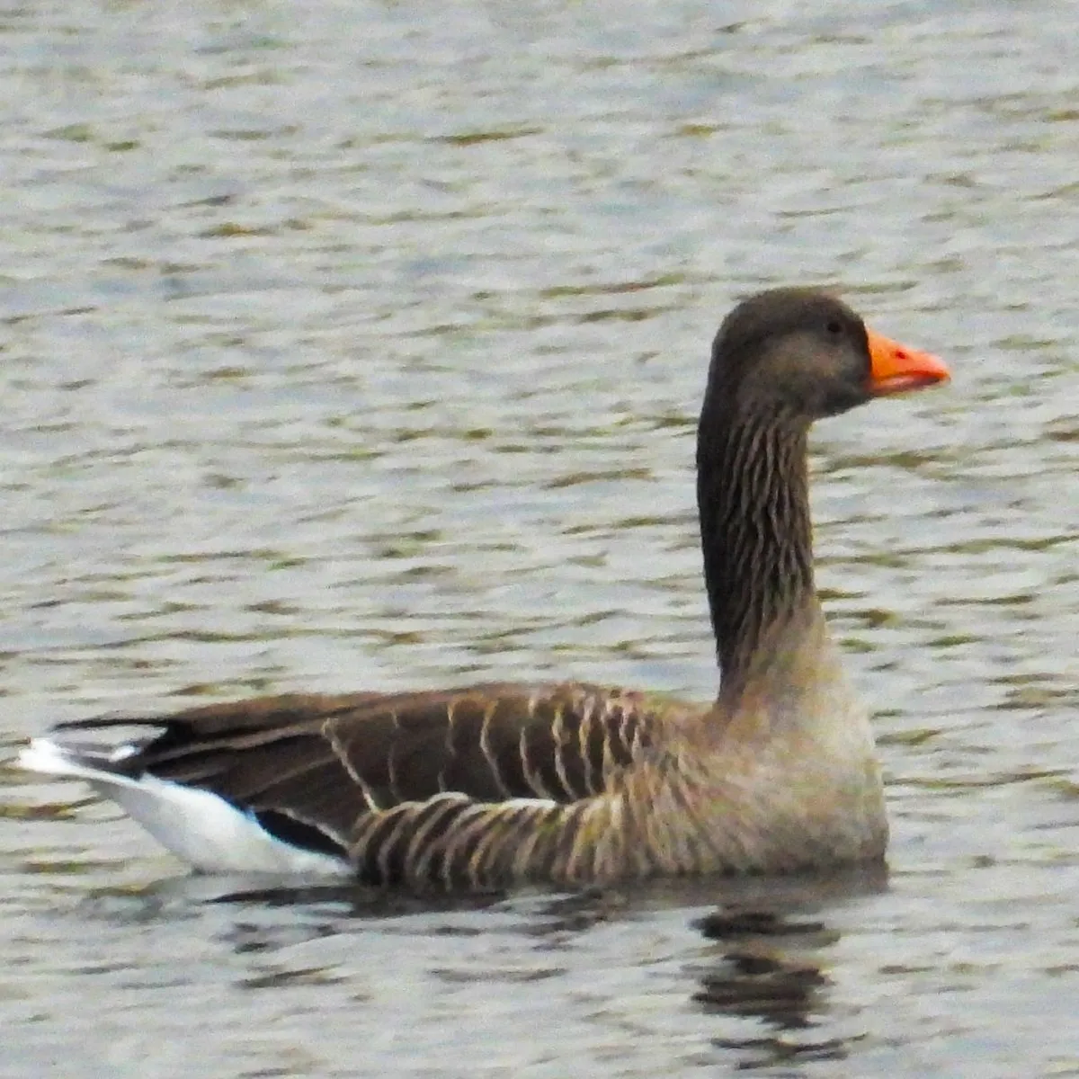 Gespotte Grauwe gans