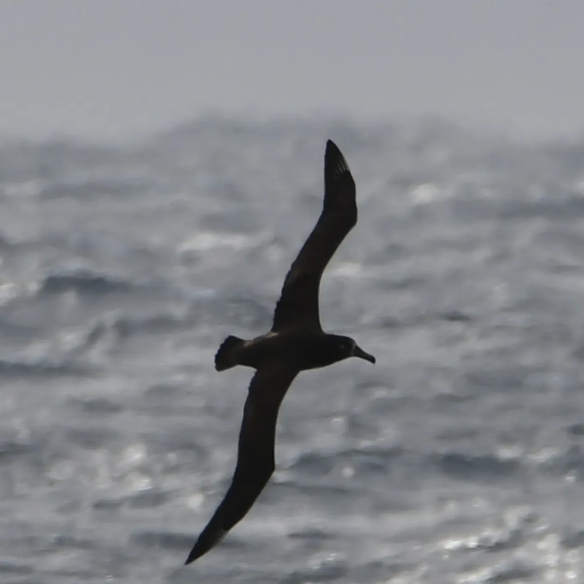 Gespotte Zwartvoetalbatros