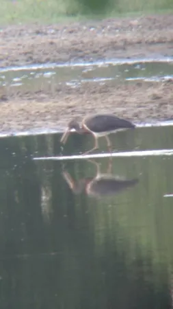 Gespotte Zwarte ooievaar