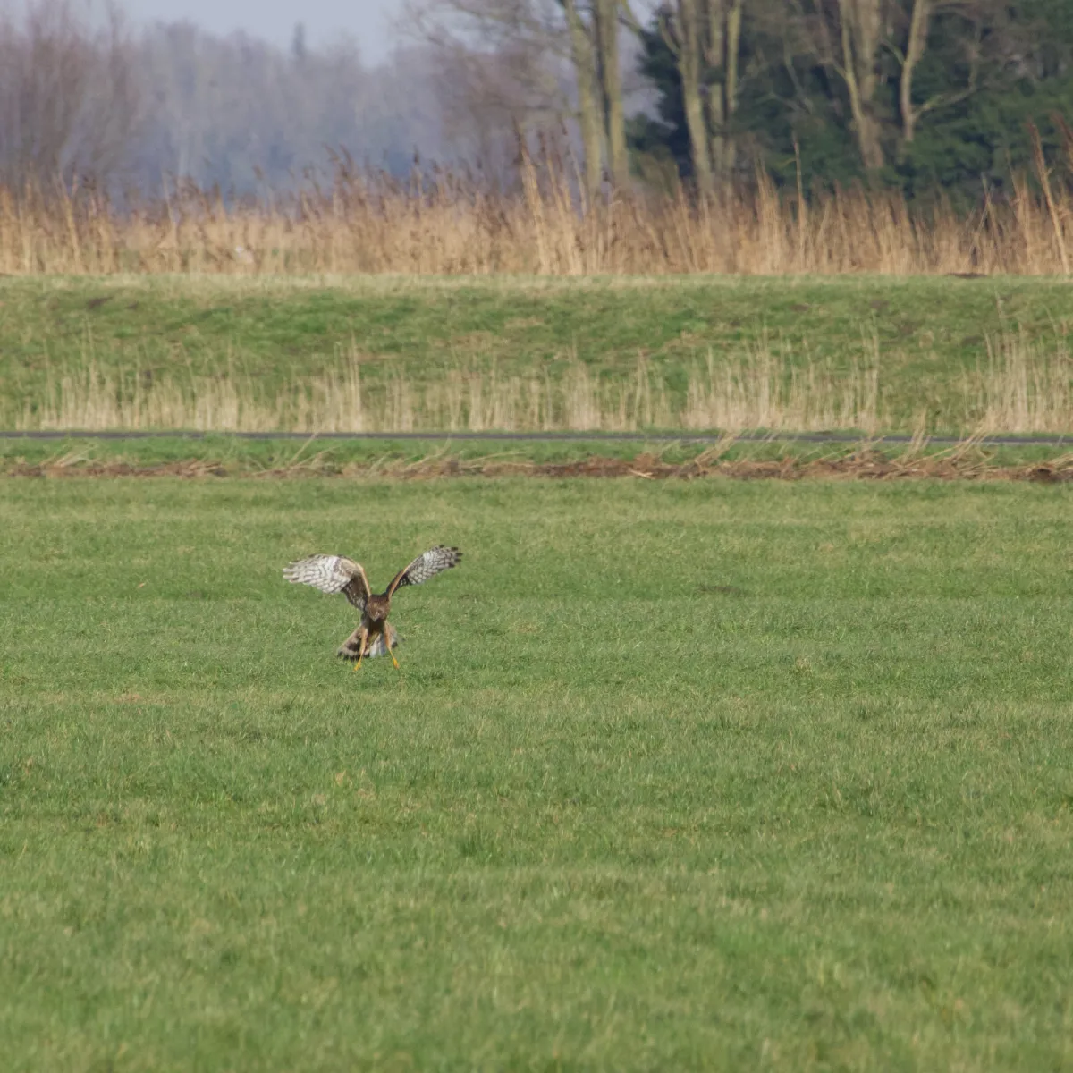 Gespotte Blauwe kiekendief