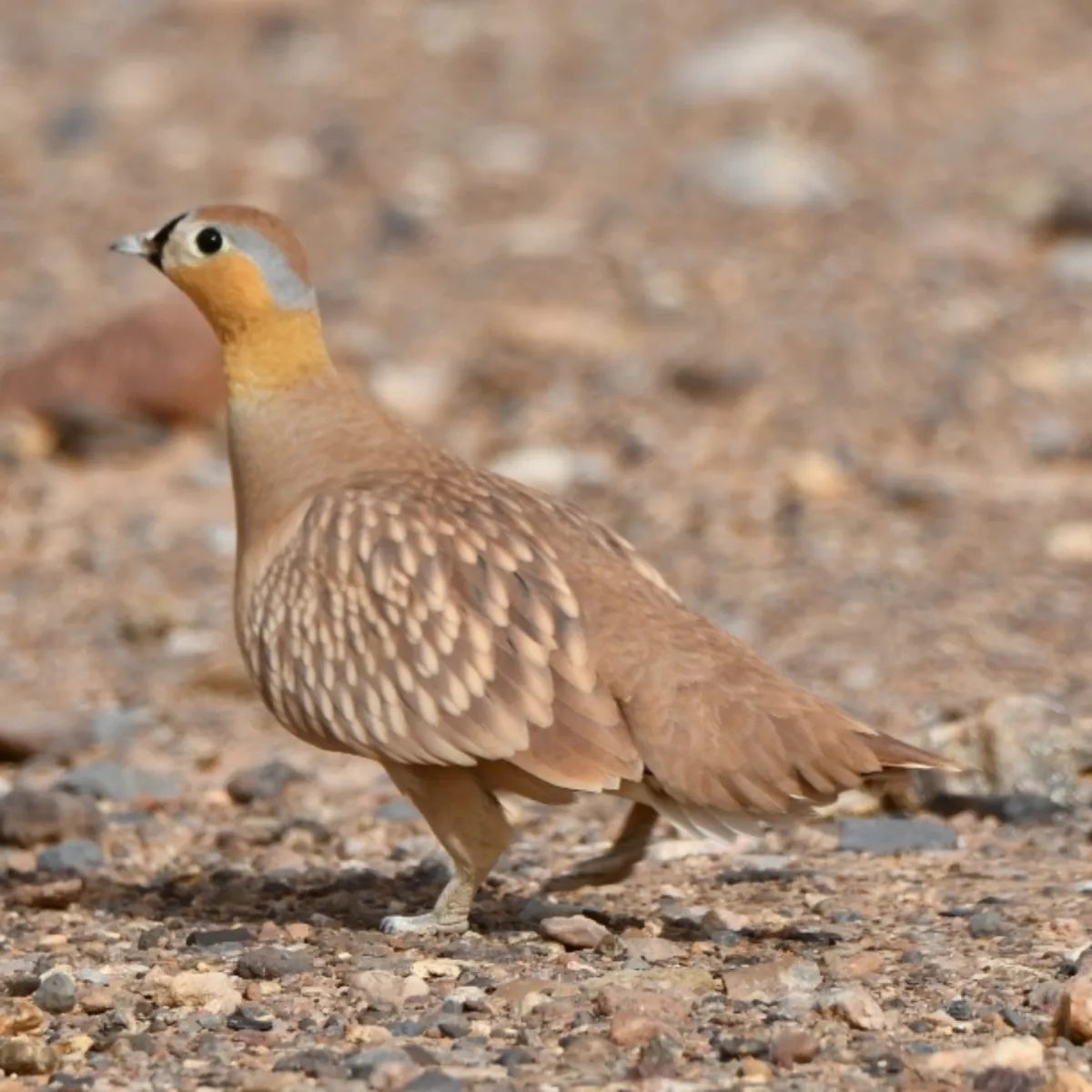 Gespotte Kroonzandhoen