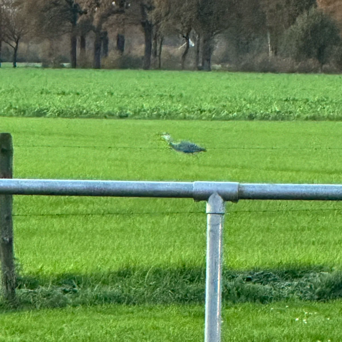 Gespotte Blauwe reiger
