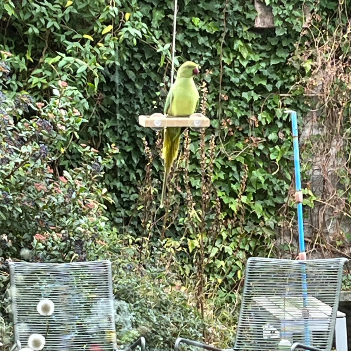 Gespotte Halsbandparkiet