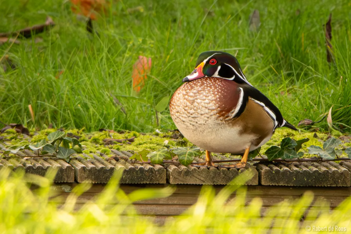 Gespotte Carolinaeend