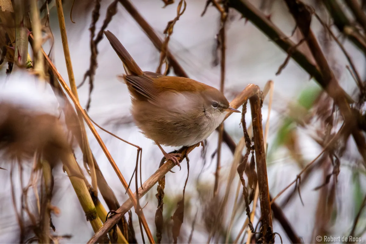 Gespotte Cetti's zanger