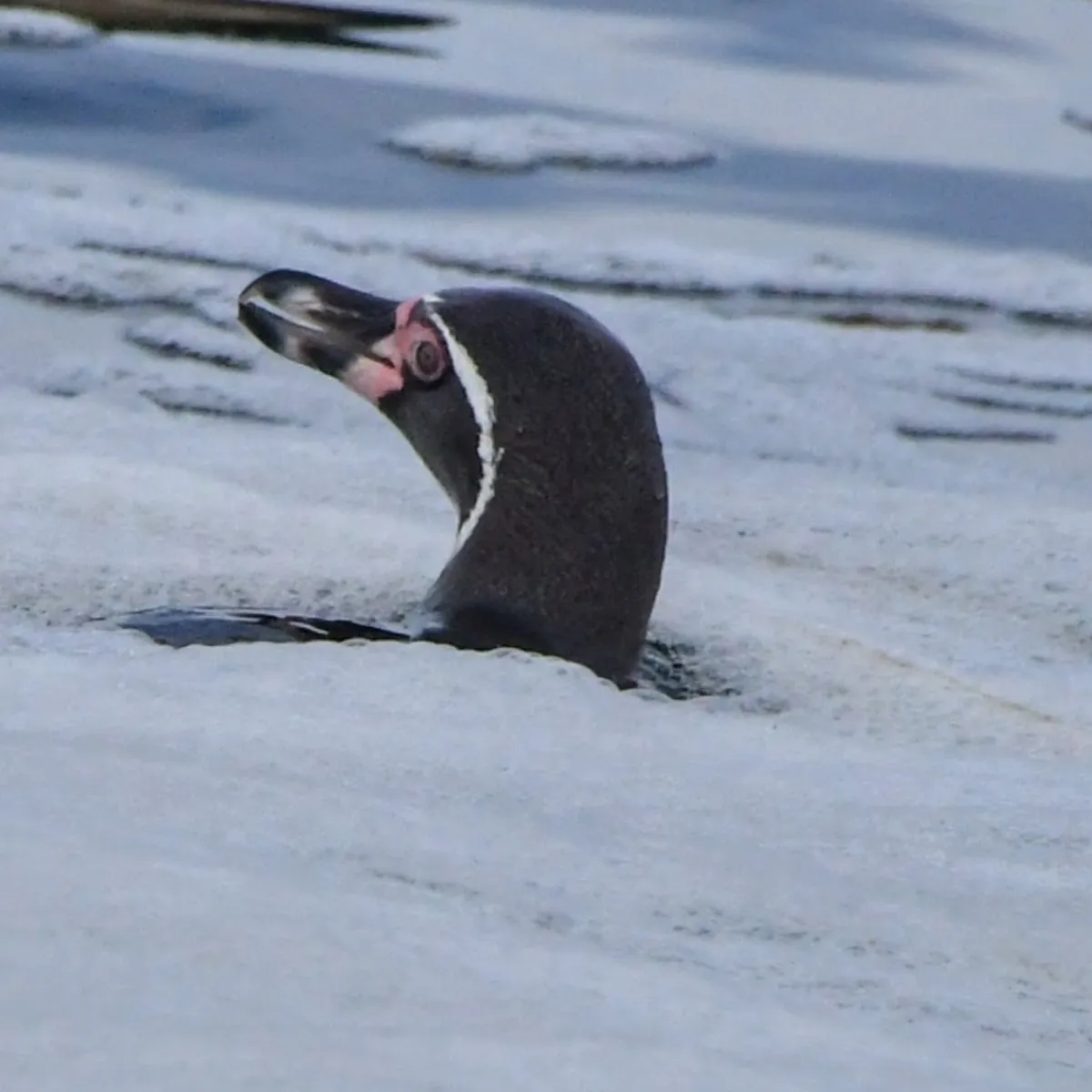 Gespotte Humboldtpinguïn